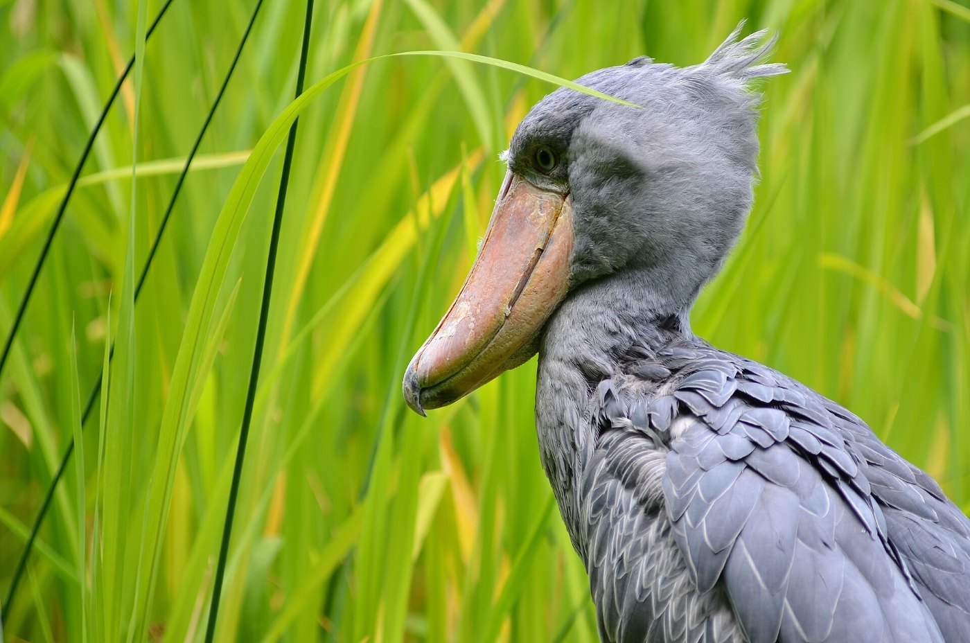 Balaeniceps rex (Schuhschnabel Shoebill) Weltvogelpark Walsrode 2011