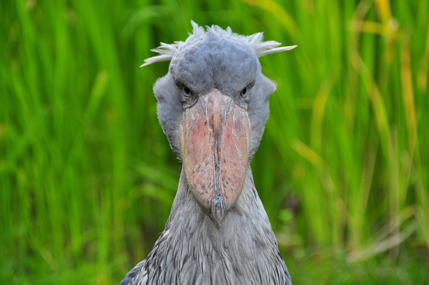 Balaeniceps rex (Schuhschnabel Shoebill) Weltvogelpark Walsrode 2010 10
