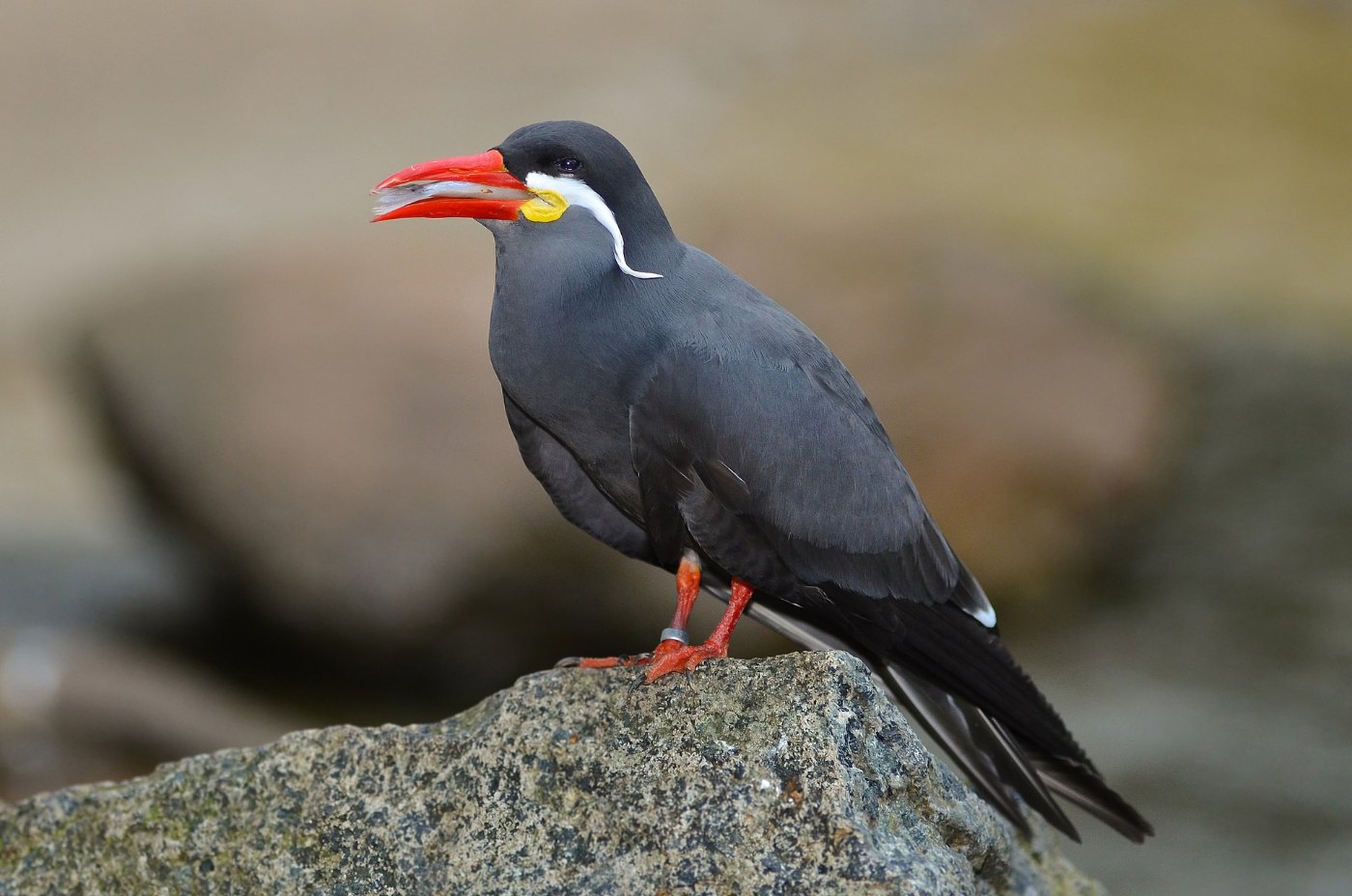 Larosterna inca (Inca Tern Inkaseeschwalbe) Weltvogelpark Walsrode 2012