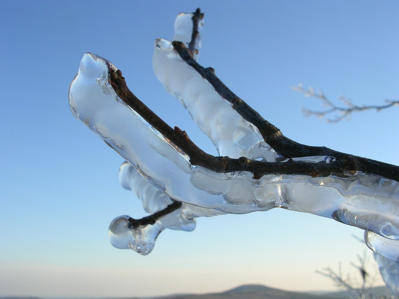 Tree branch after ice storm
