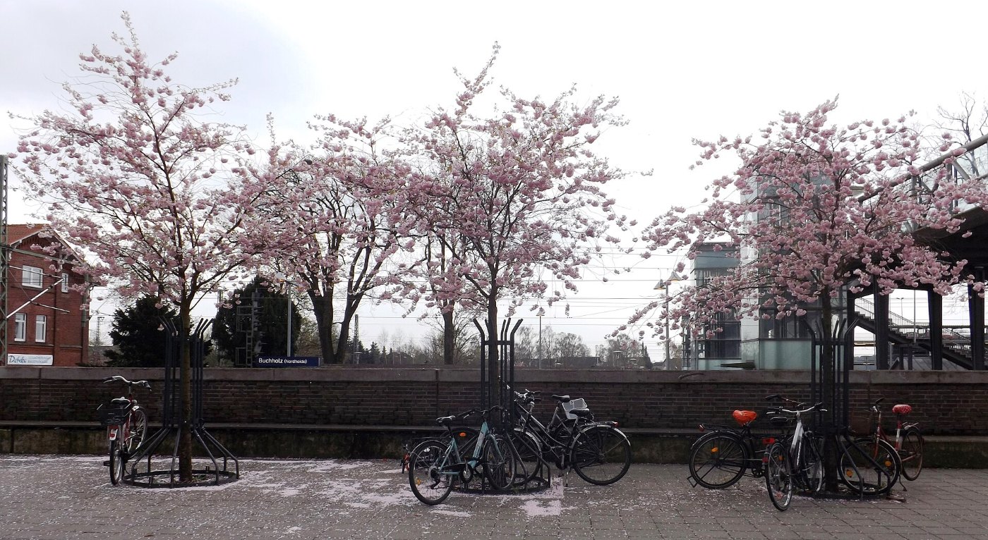 Cherry trees at the Buchholz in the Nordheide train station, Germany