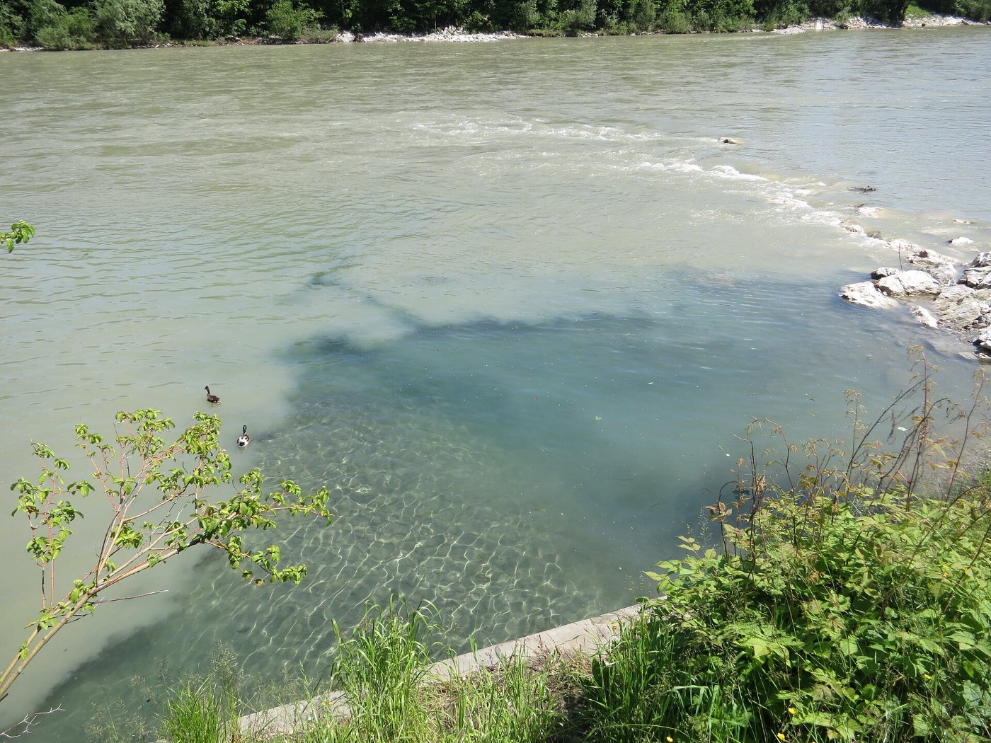 Hallein Mündung Salzach Seitenarm in die Salzach Mai 2014 IMG 3121