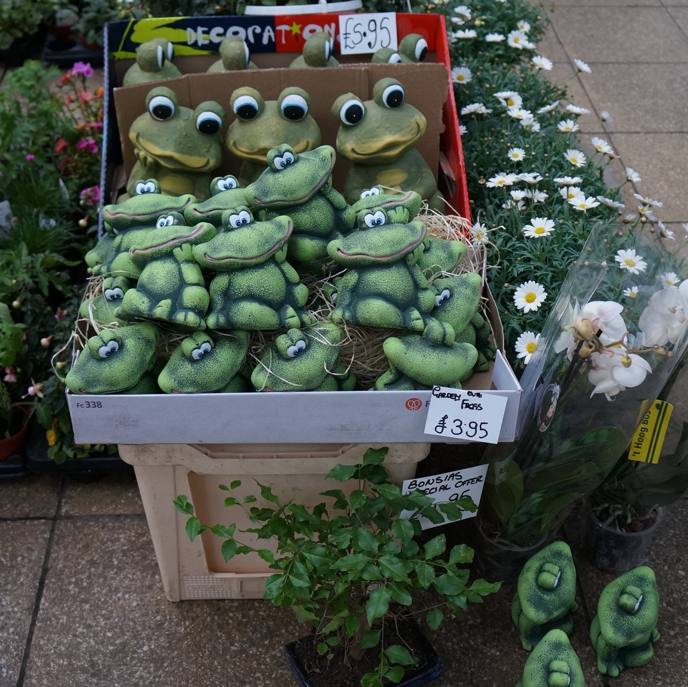Box of Frogs for sale in Paragon Station, Hull geograph.org.uk
