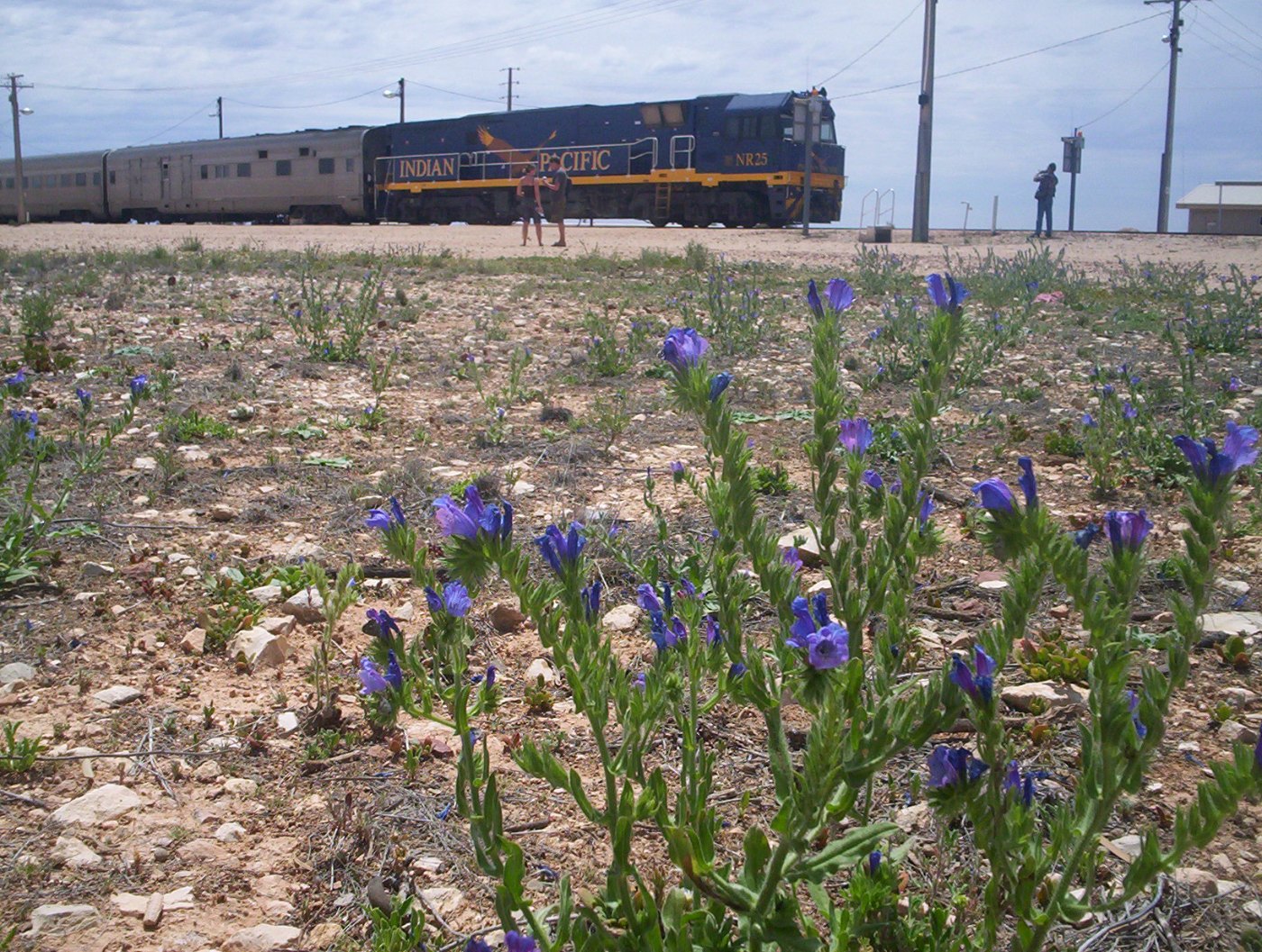 Langer Zug des Indian Pacific in der australischen Weite