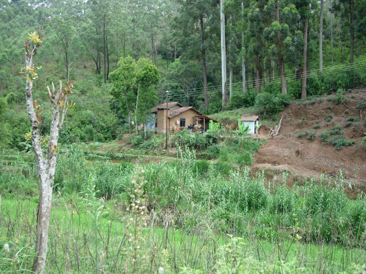Ellacottage