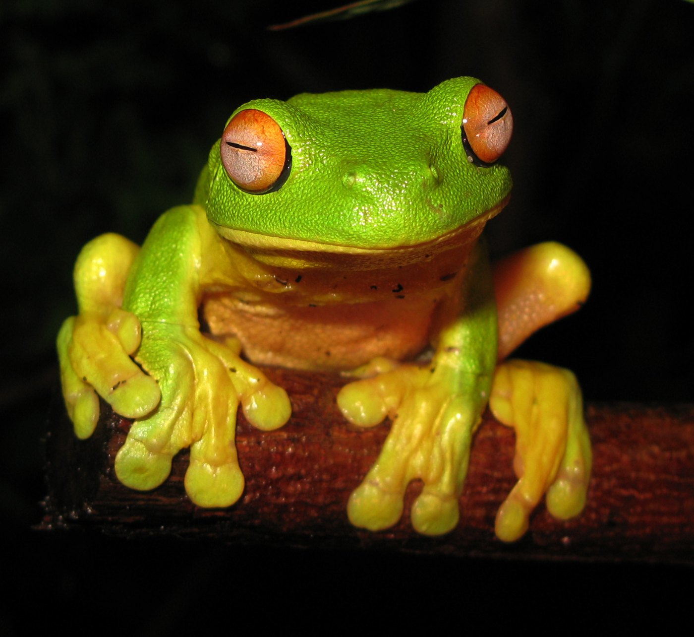 Red eyed Tree Frog Litoria chloris edit1