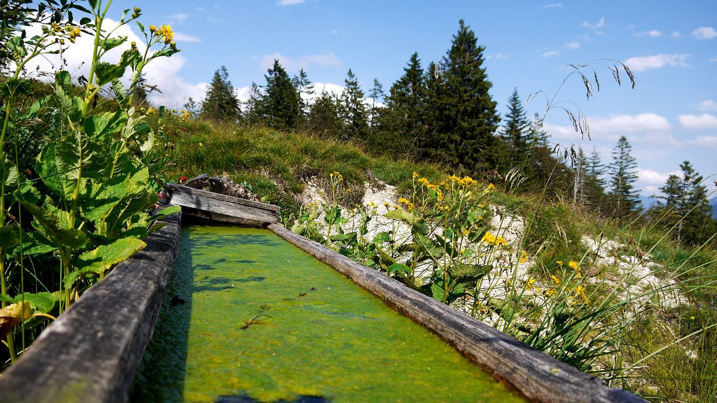 Water trough, with stale water