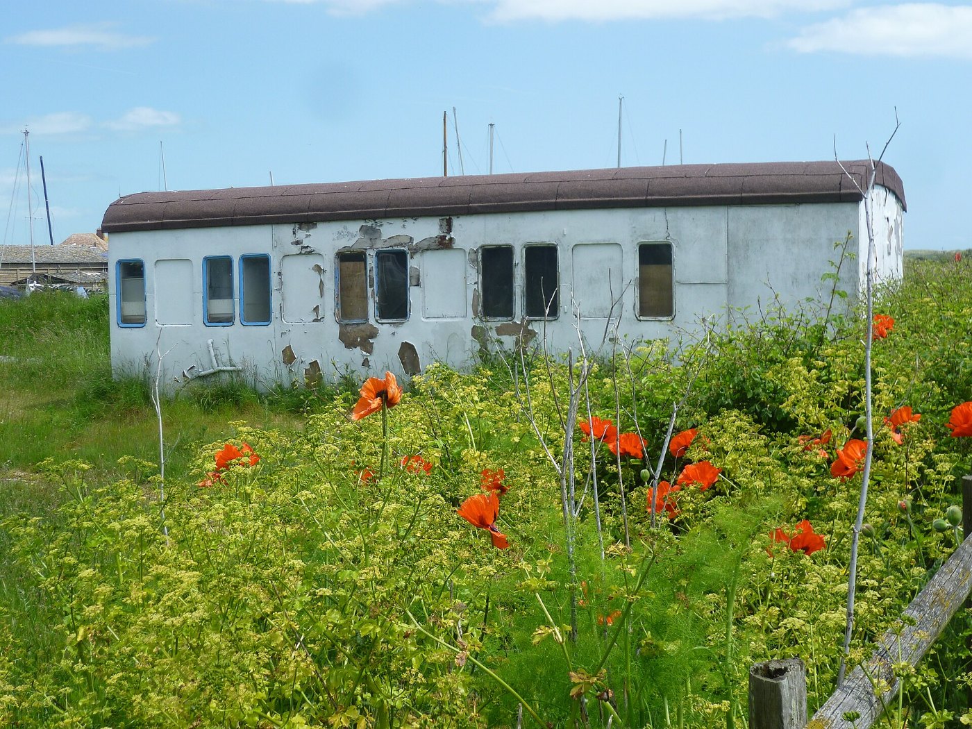 Poppies and old railway carriage (Geograph )