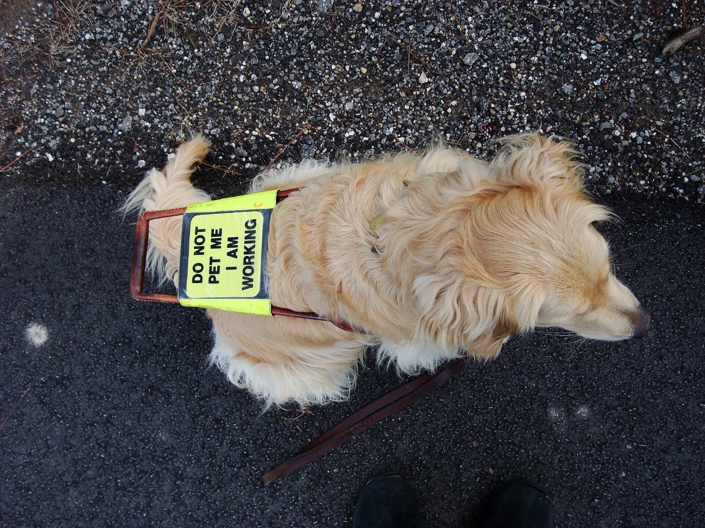 Guide dog golden retriever