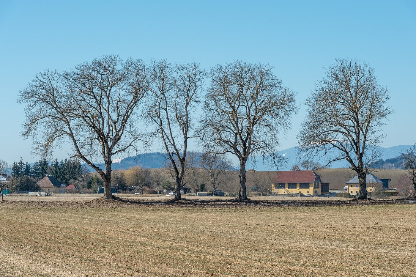 Sankt Veit an der Glan Mairist Walnussbäume 9119