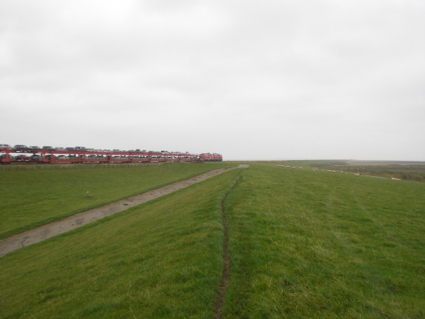 Der Sylt-Shuttle-Autozug bei Westerland, davor grasende Schafe